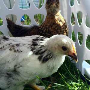 Chicks in the Laundry Basket play pen. They are enjoying a play date of sorts with the flock. 