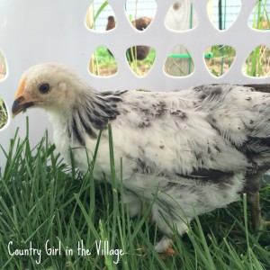 Light Brahma chick enjoying some outdoor time. A play date of sorts with the flock. 