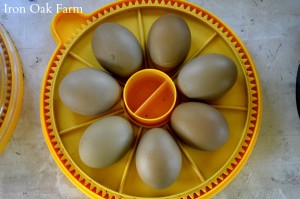 Olive Eggs in the Incubator