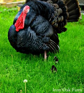 turkey depression and my new boyfriend tom community chickens
