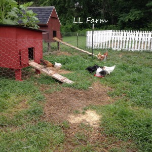 both offer shade under coops