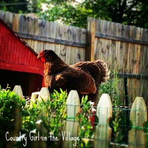 Backyard Chickens. Homemade Fly Spray using essential oils to limit flies. 