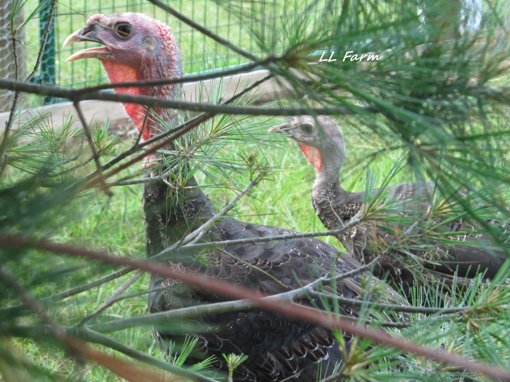 turkeys 6-14-2015