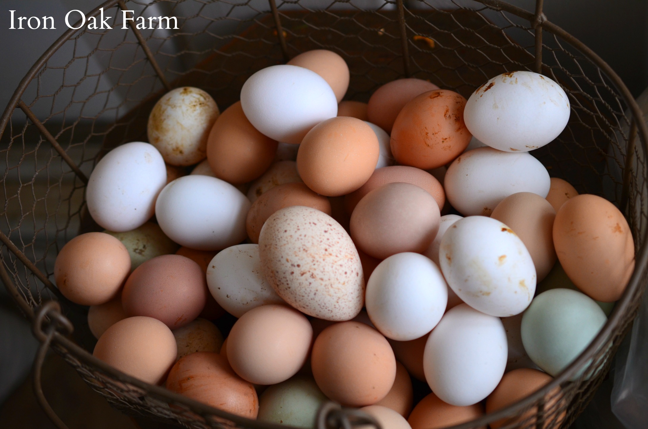 jersey giant chicken egg color