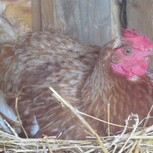 Ms Broody on her nest in the corner