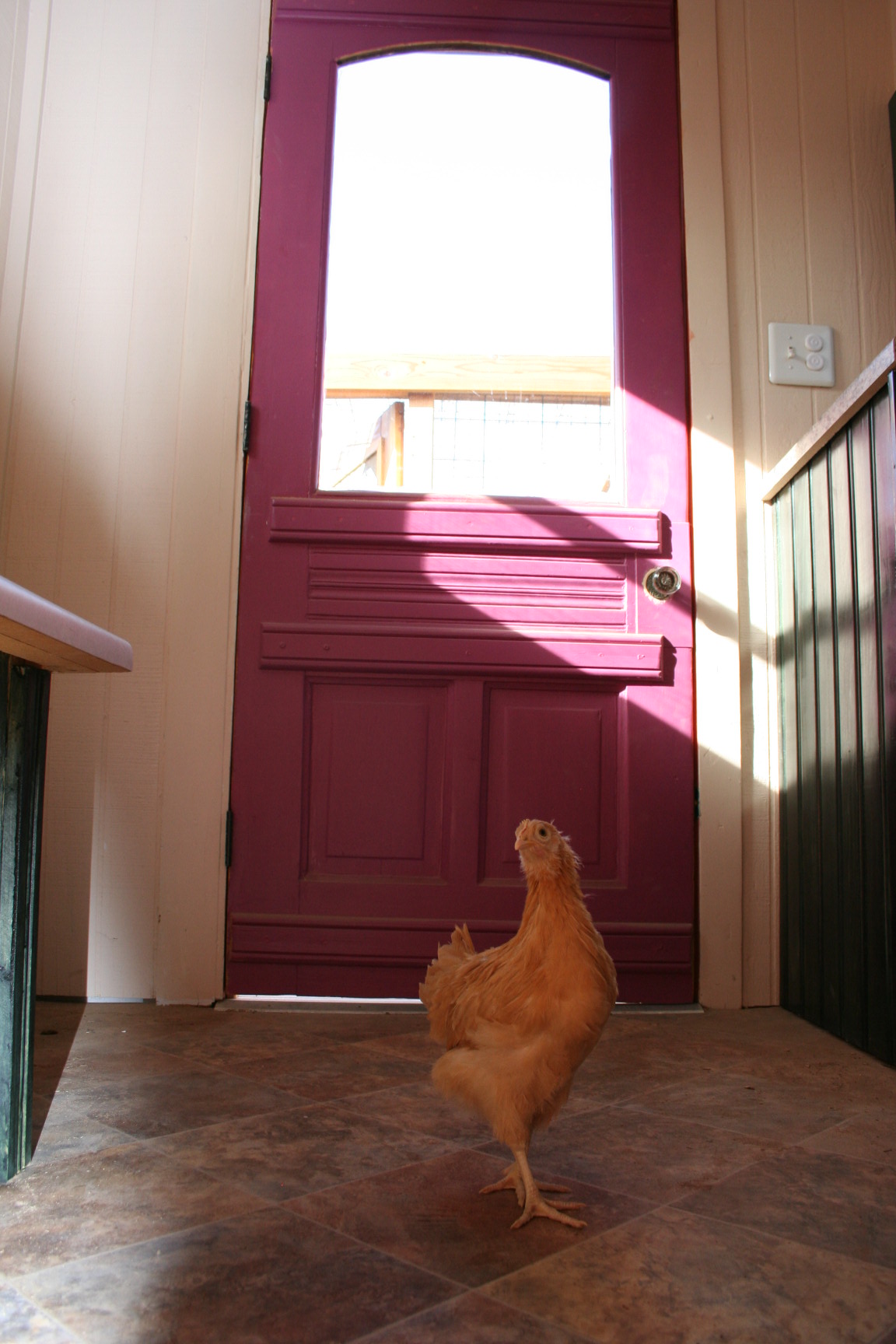 Cool Coops! A New Mexico Chicken Oasis Community Chickens