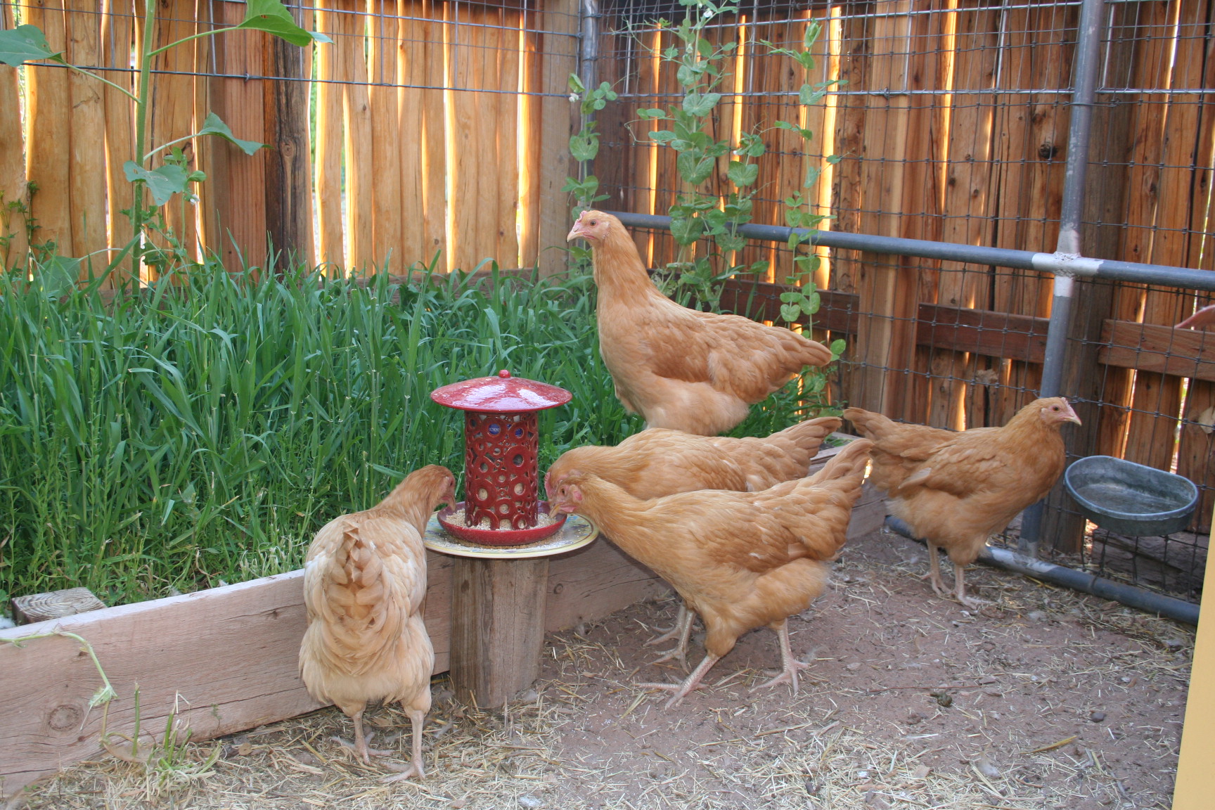 Cool Coops! A New Mexico Chicken Oasis Community Chickens