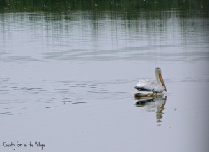 Pelican at the Horicon National Wildlife Refuge