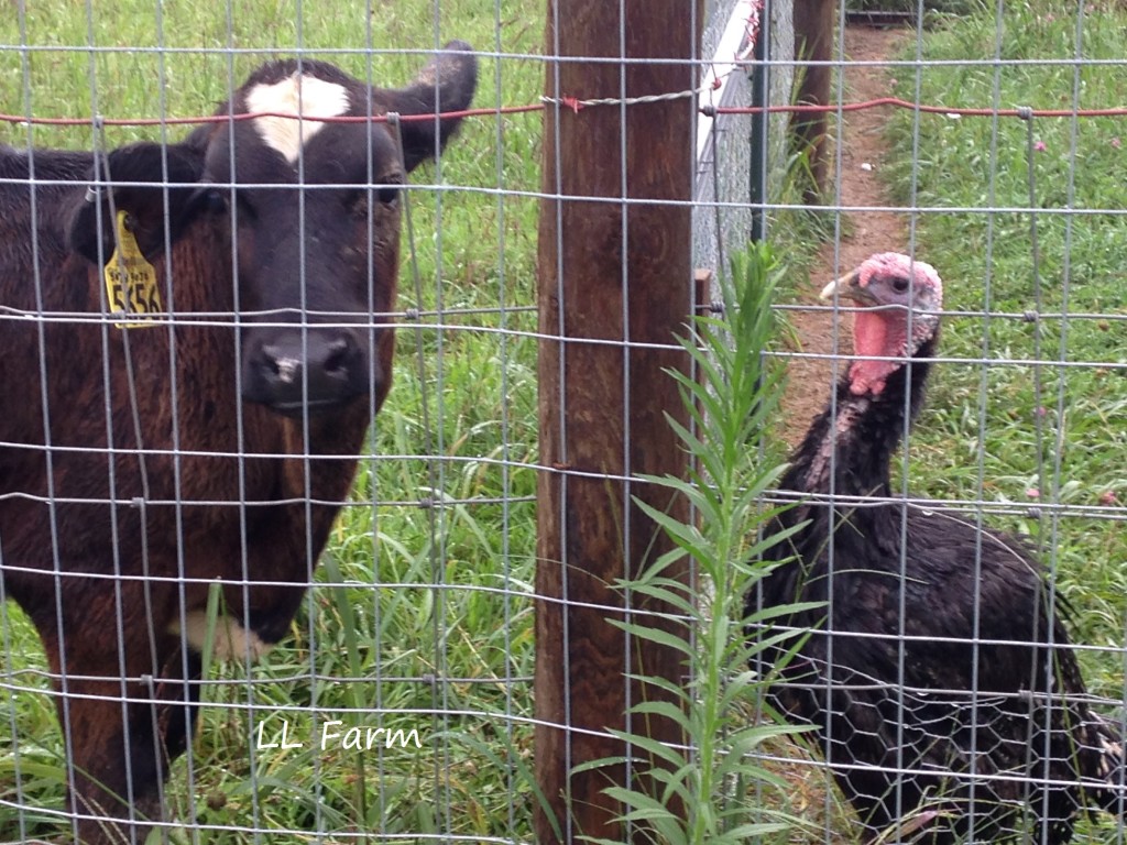 cow and turkey BFFs