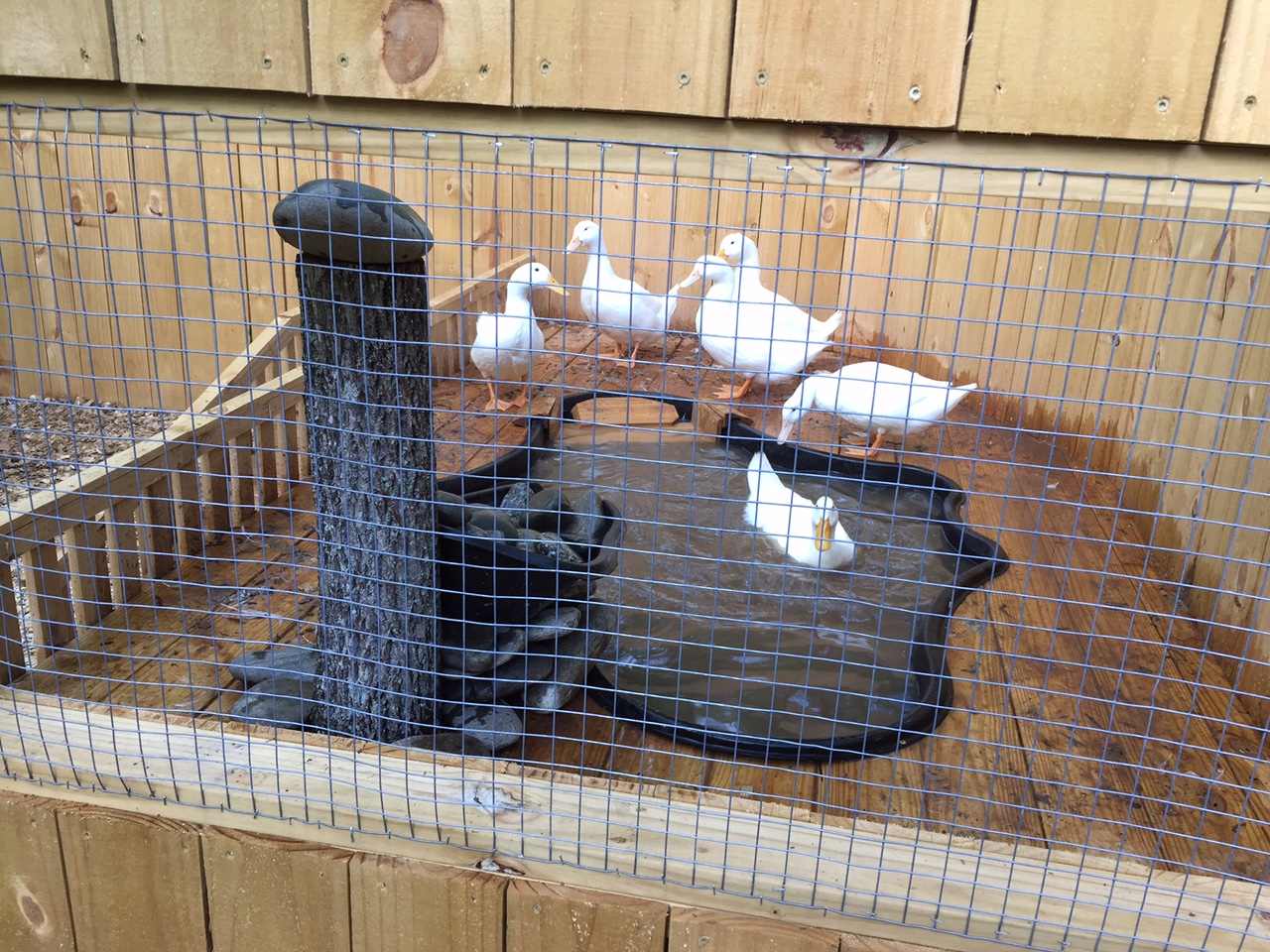 Cool Coops! ~ The Duck Fort | Community Chickens