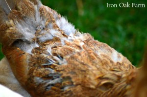 Easter Egger in molt. The down is showing from the feathers below where the shed feathers are missing.