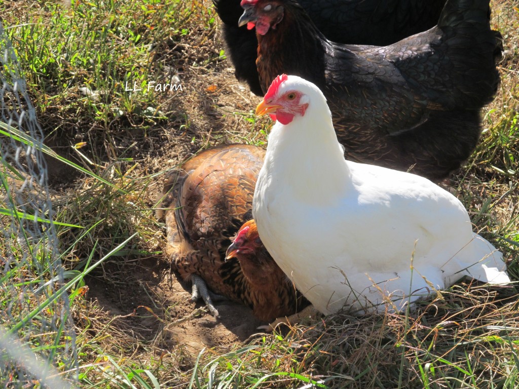 dust bathing