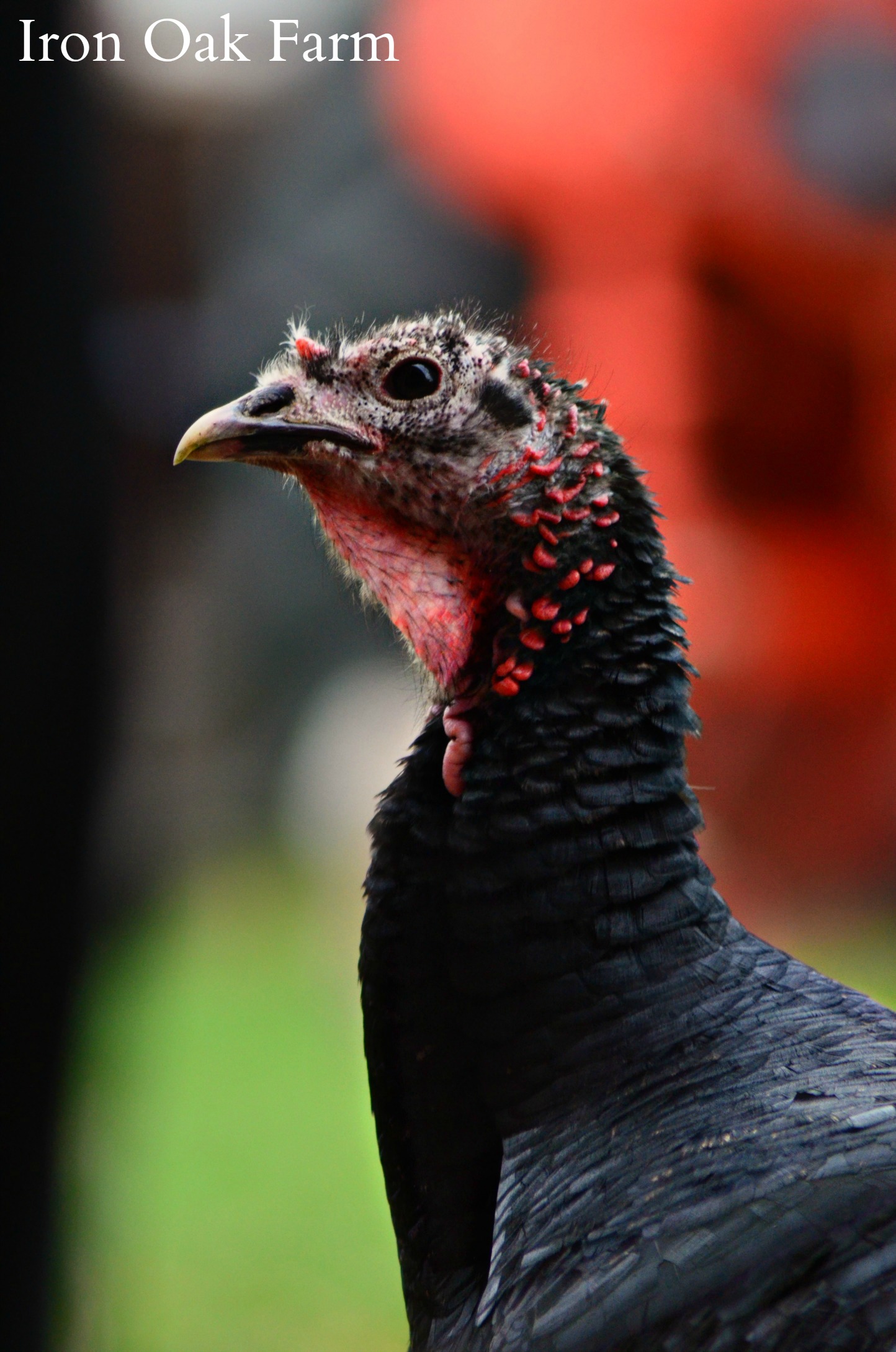 Raising Turkeys vs. Chickens Community Chickens