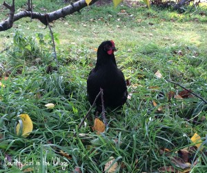 As the seasons change so do the nutritional needs of your flock. 