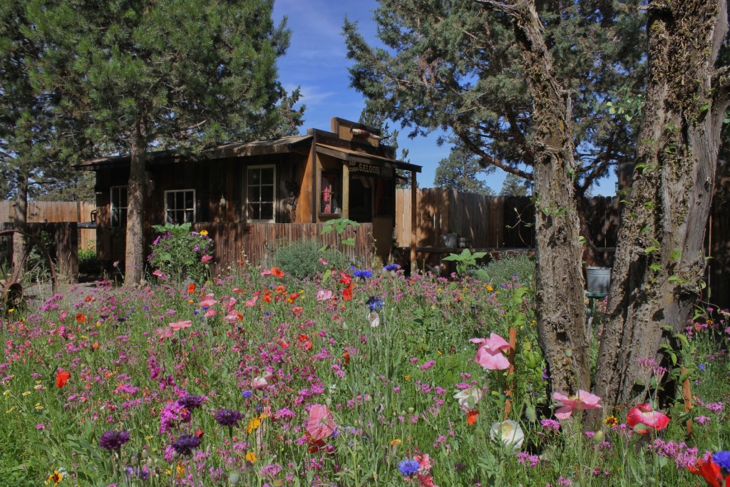 Beautiful back yard July 2015 029