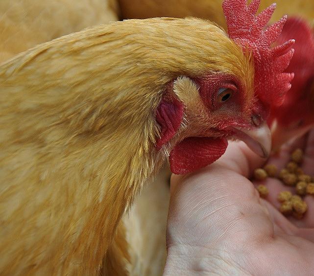 Buff Orpington