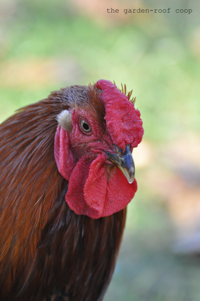 Golden-laced Wyandotte