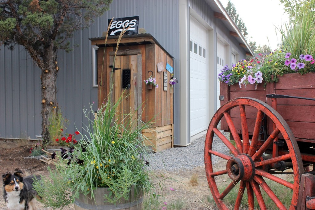 Yard and new egg hut August 2014 009-001