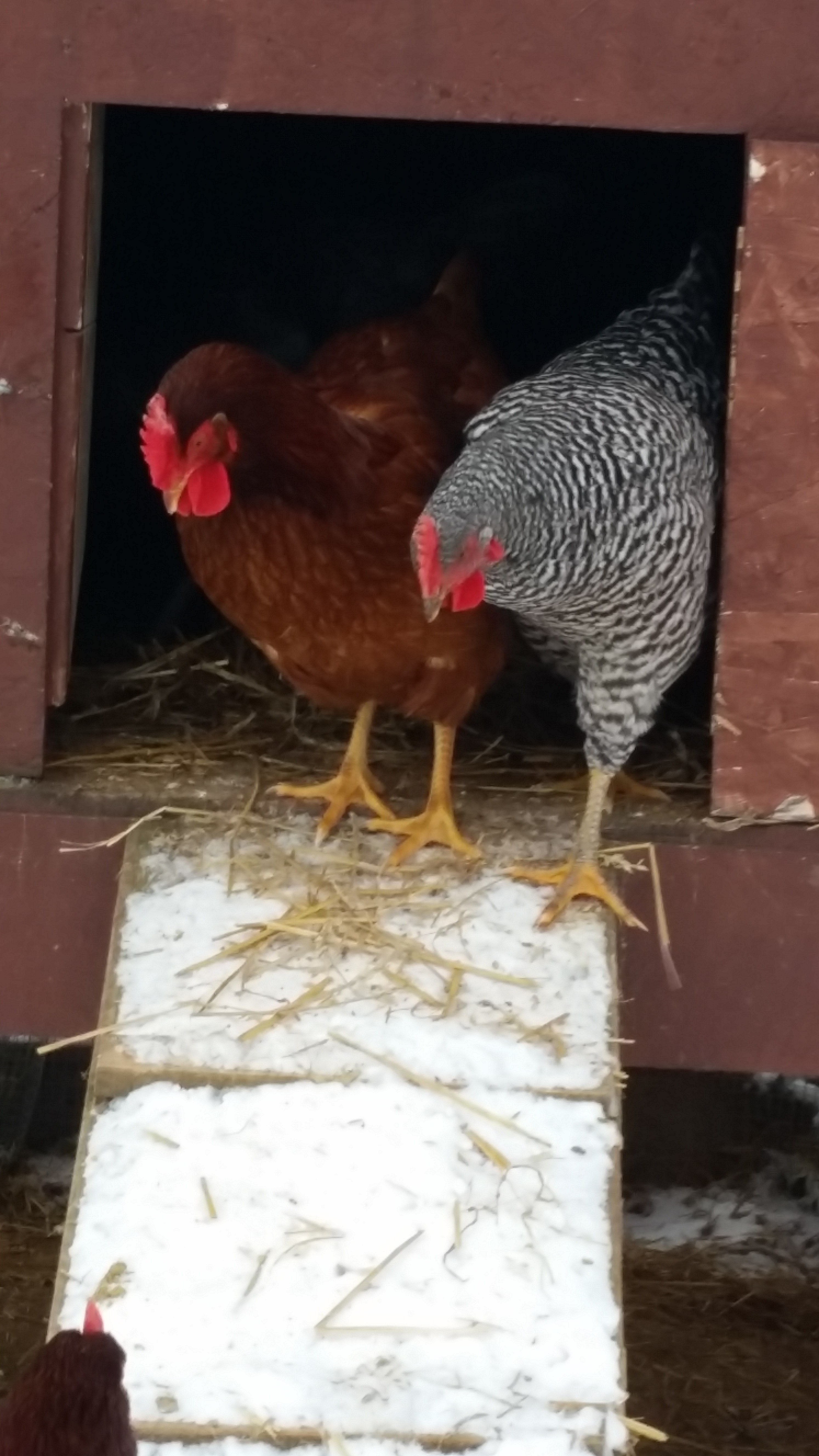 Using The Deep Litter Method In The Chicken Coop 
