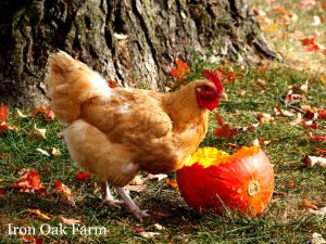 WM2012-10-1 028
