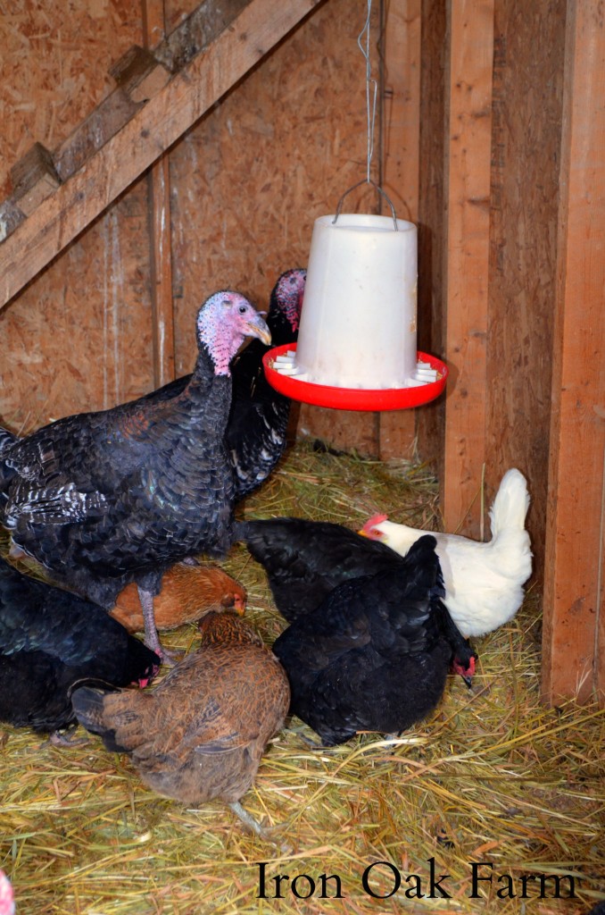 Can You Raise Chickens and Turkeys Together? Community Chickens