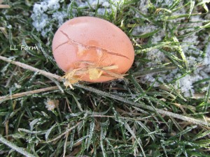a frozen egg
