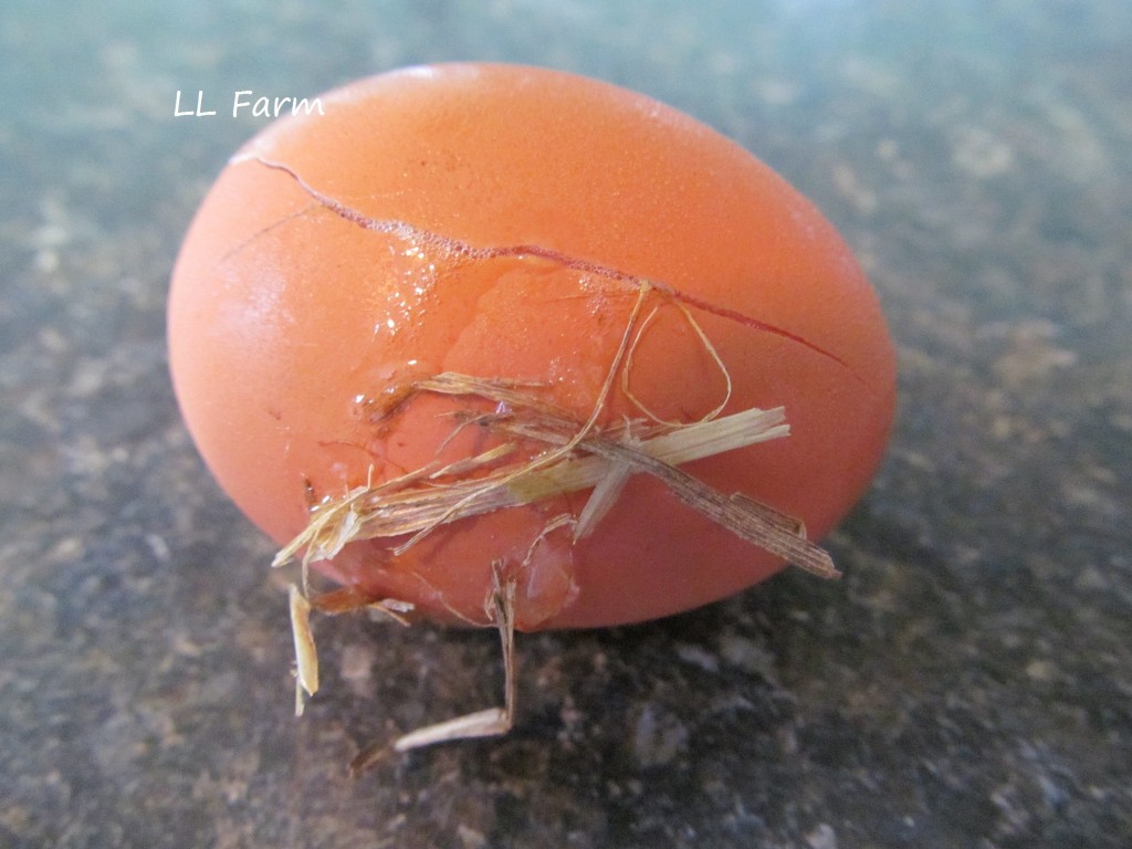 cracked and frozen egg