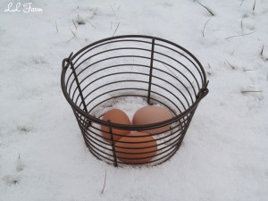 eggs in the snow