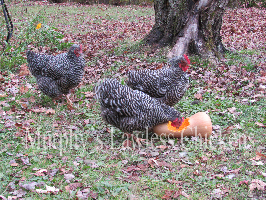 Barred Rocks with squash