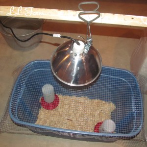 complete brooder set up