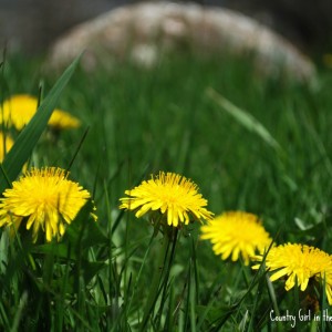 Dandelion Oil Salve. Infuse your own olive oil with dandelions picked from your backyard. Make a salve that is great for not just your skin, but your chicken's comb as well. All natural. 