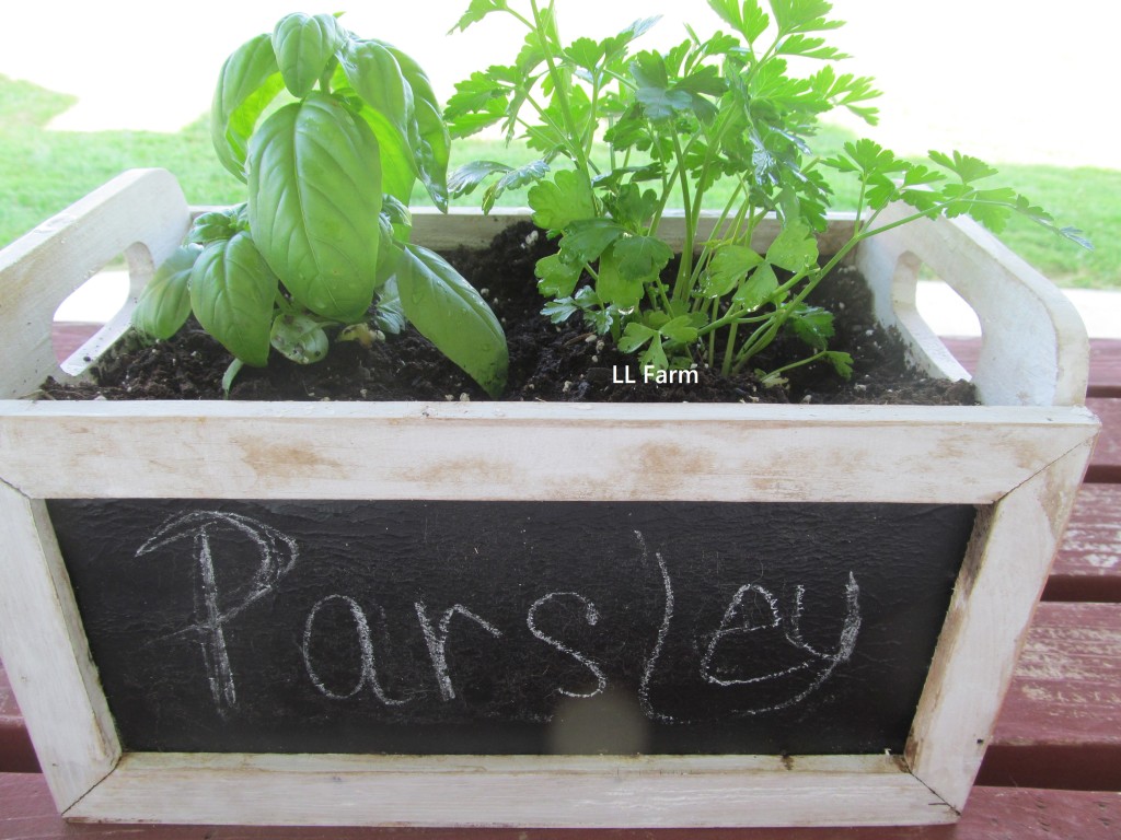 parsley