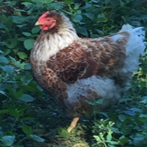 Blue Lace Red Wyandotte Hen