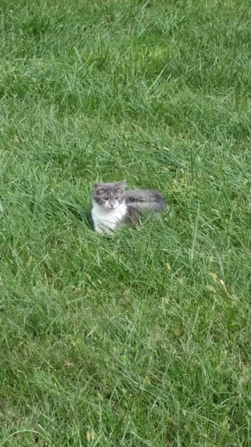 cat-in-grass