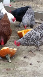 chickens-eating-pumpkin