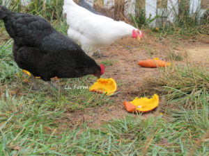 chickens-enjoyed-the-pumpkin