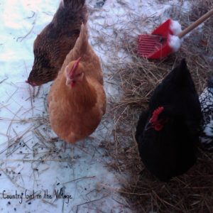 Winter Chicken Keeping Tips can make the daunting task of taking care of your birds a little easier. 