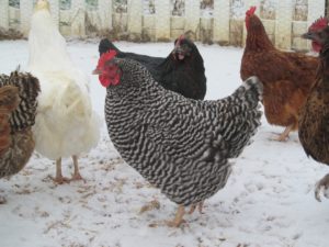 chickens in the snow