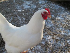 white chicken and a dusting of snow