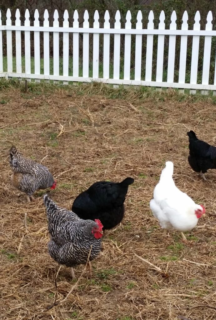 chickens working in the garden