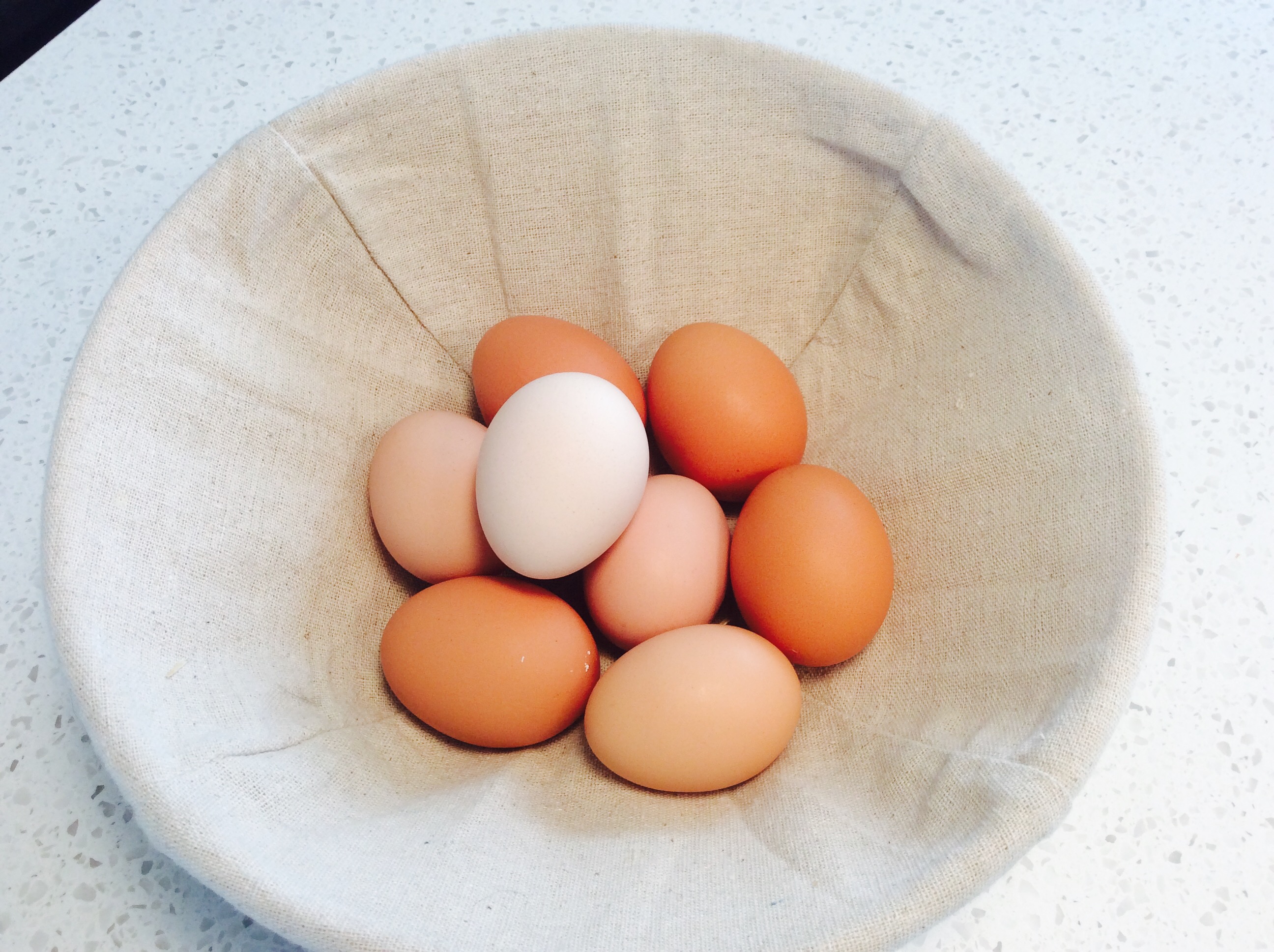 Unexpected Eggshell Color Variance | Community Chickens