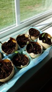 eggshells in window sill