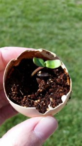 sunflower seedling in eggshell