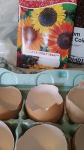 sunflower seeds and eggshells