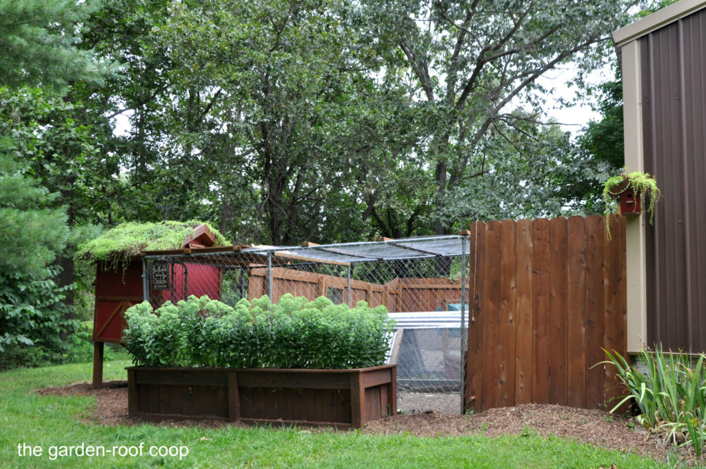 the garden roof coop