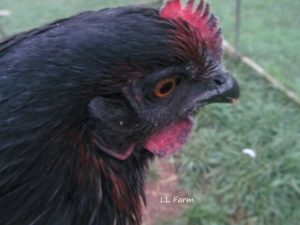 egg eating chickens