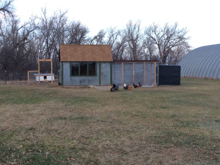  Chicken Coop Care According To Season Community Chickens