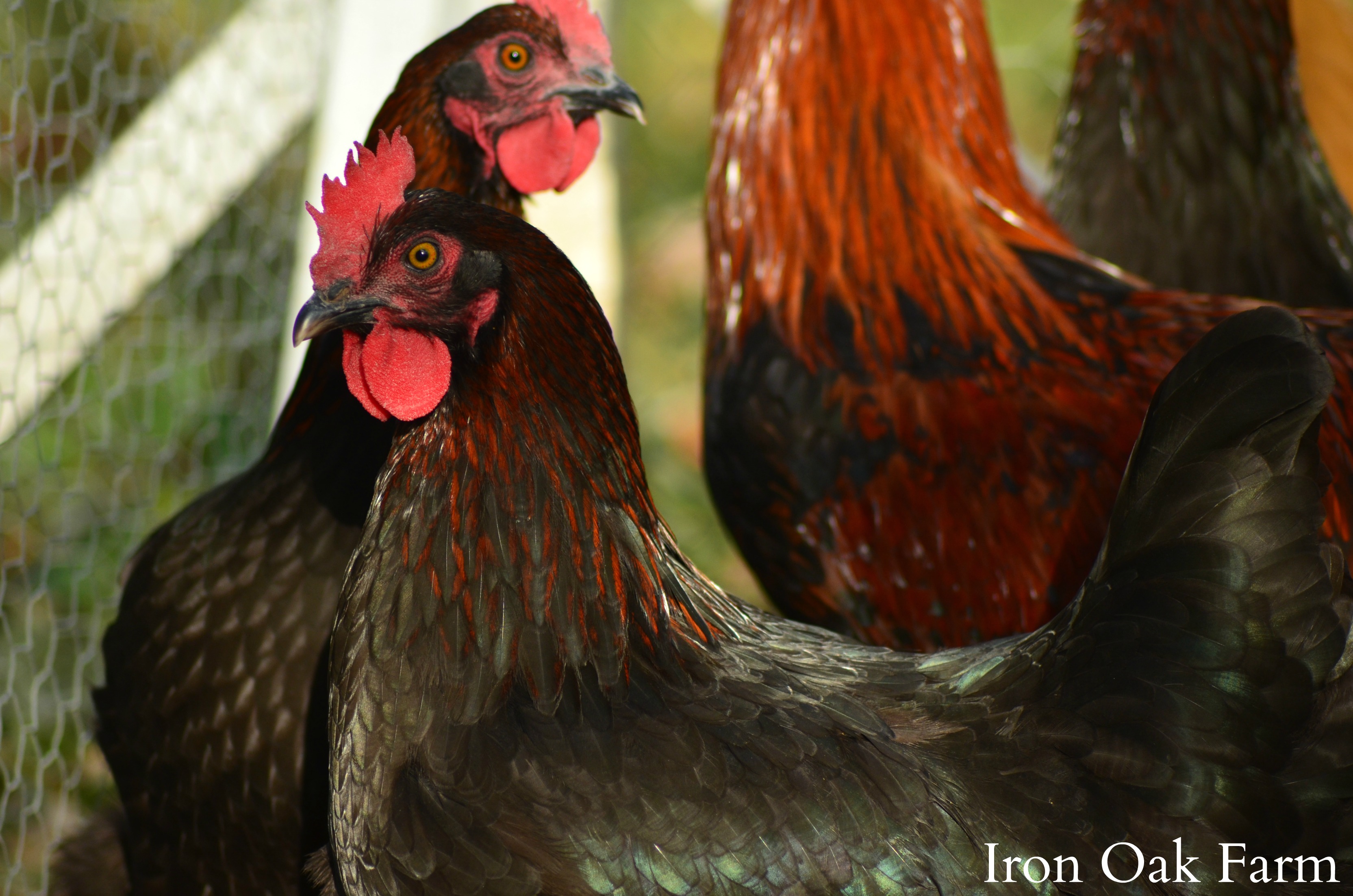 black copper marans black copper marans