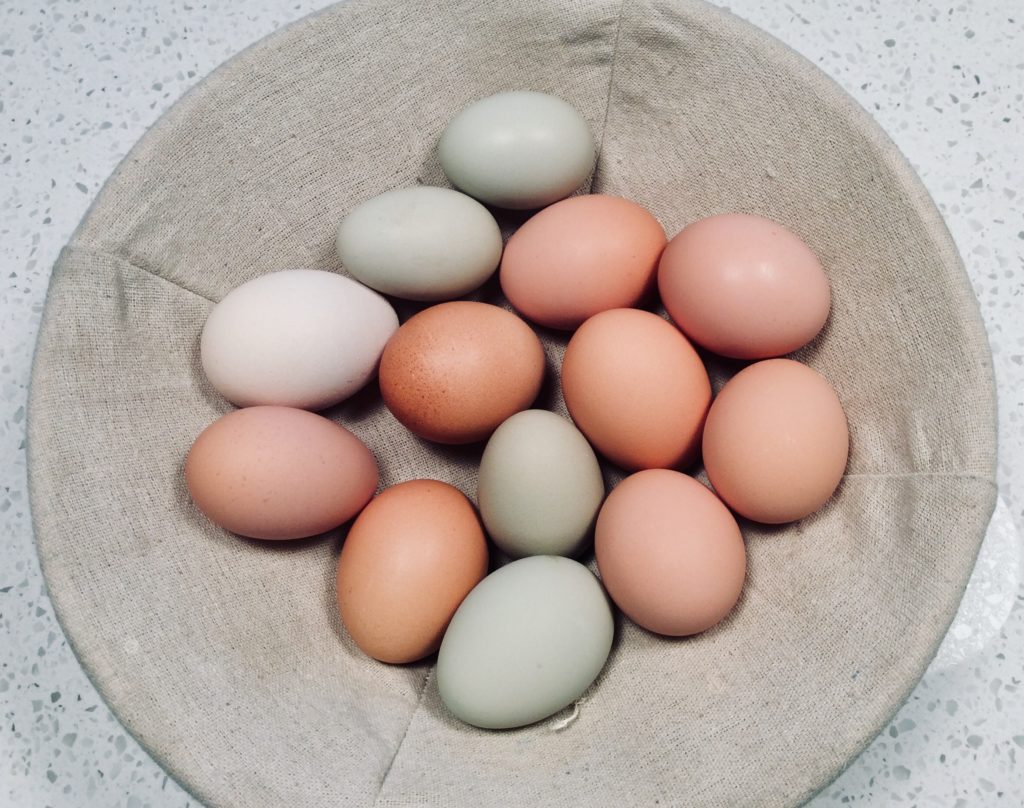 Too Many Eggs? Consider These Options! Community Chickens