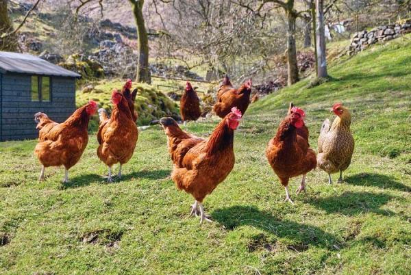 best chicken breeds - hens in pasture